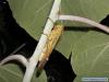 Perfection with Rush @ Veliki Zali - P7036536.JPG