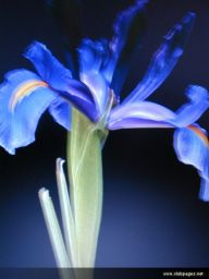 photo_archive 2006-06-10-1150586885 - DSCN0145_resize.jpg